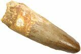 Fossil Spinosaurus Tooth - Real Dinosaur Tooth #214348-1
